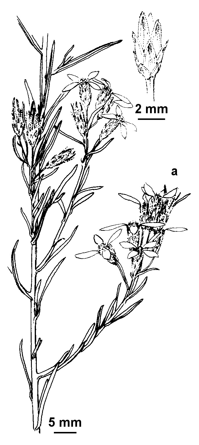 Olearia subspicata (hero image)