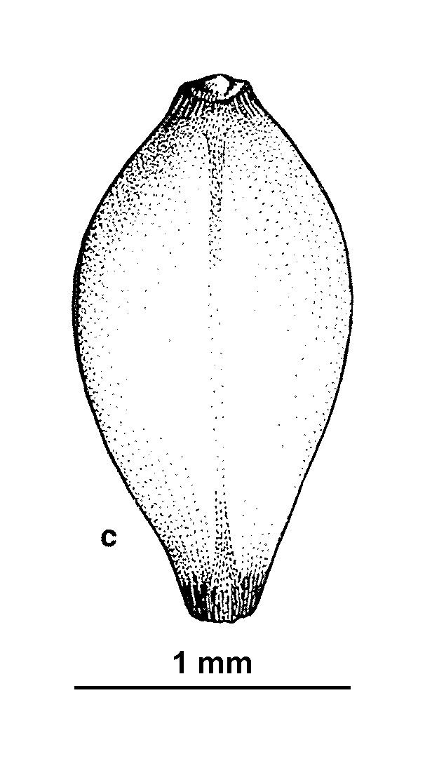 Schoenus carsei (hero image)