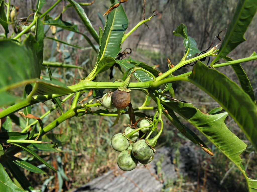 Solanum simile (hero image)