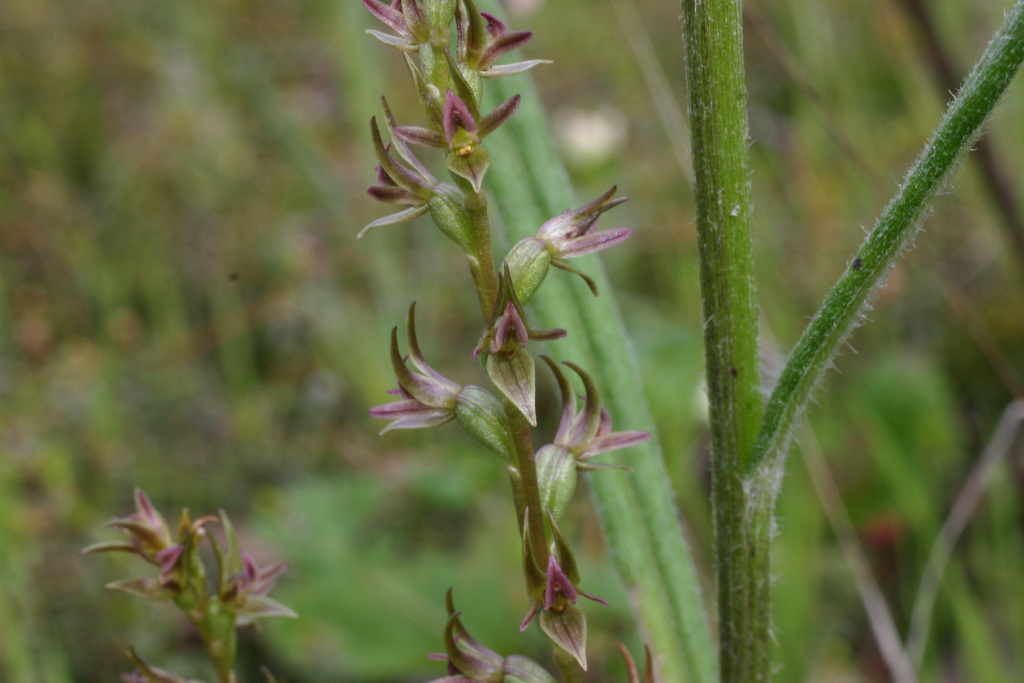 Prasophyllum nitidum (hero image)