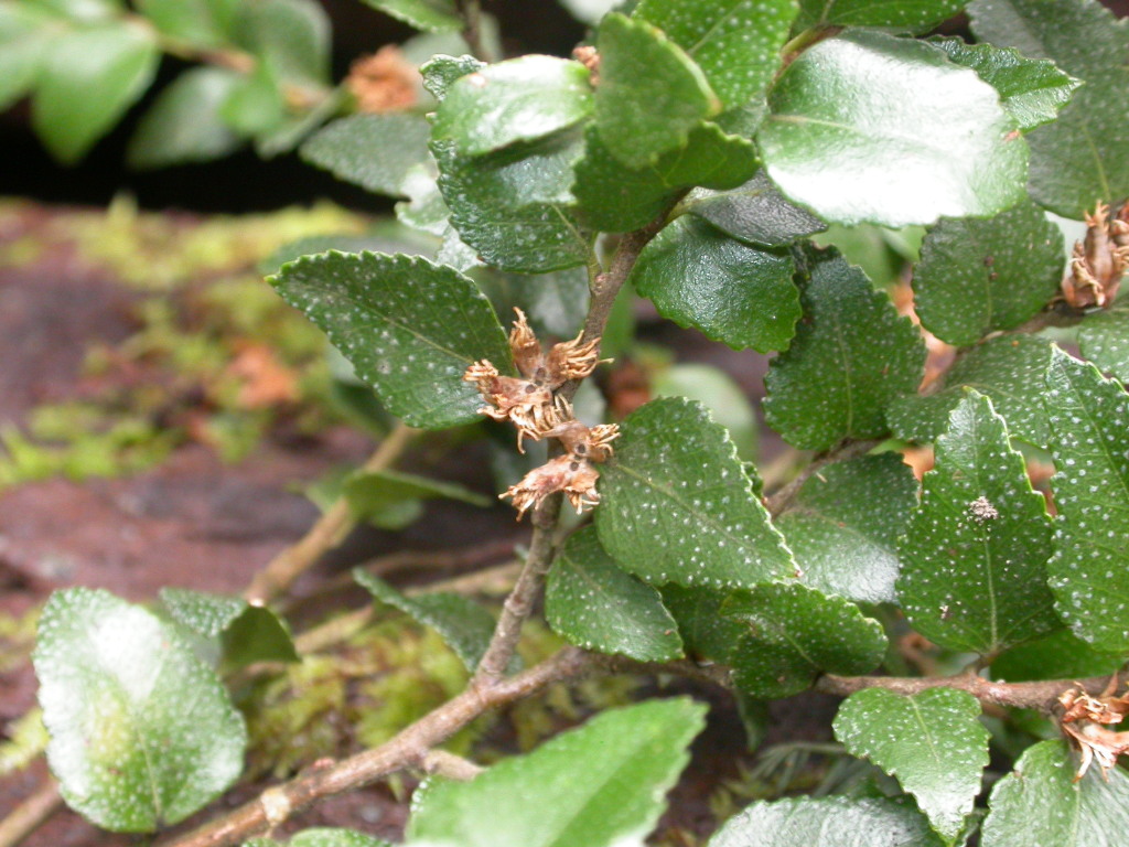 Nothofagaceae (hero image)