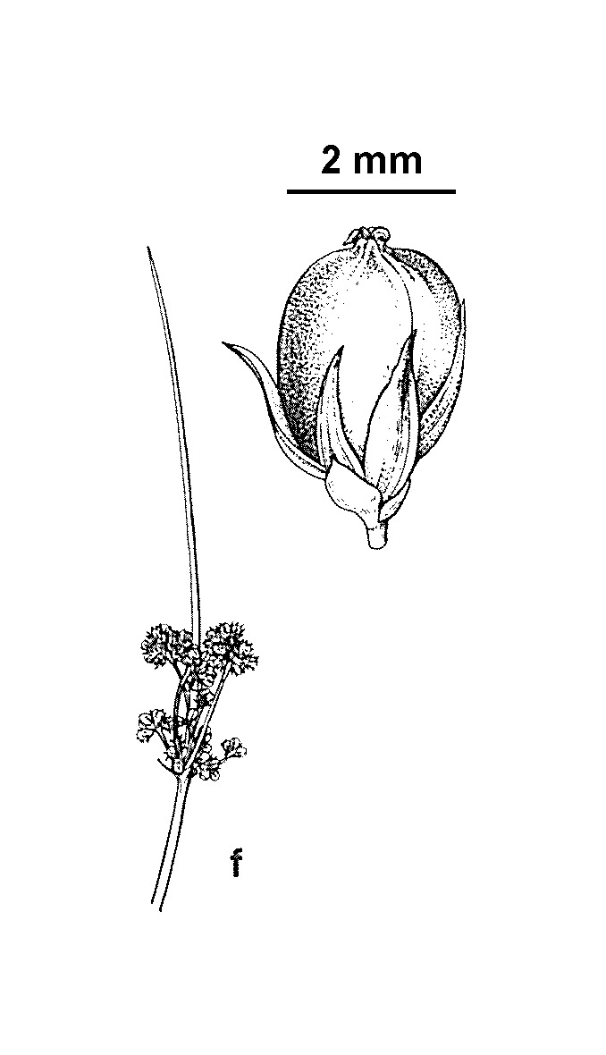 Juncus bassianus (hero image)