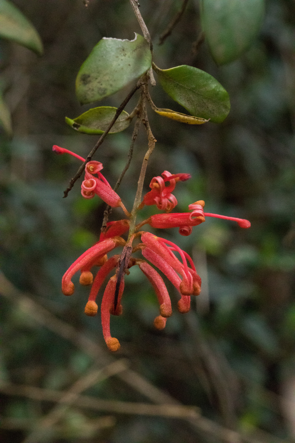 Grevillea polychroma (hero image)