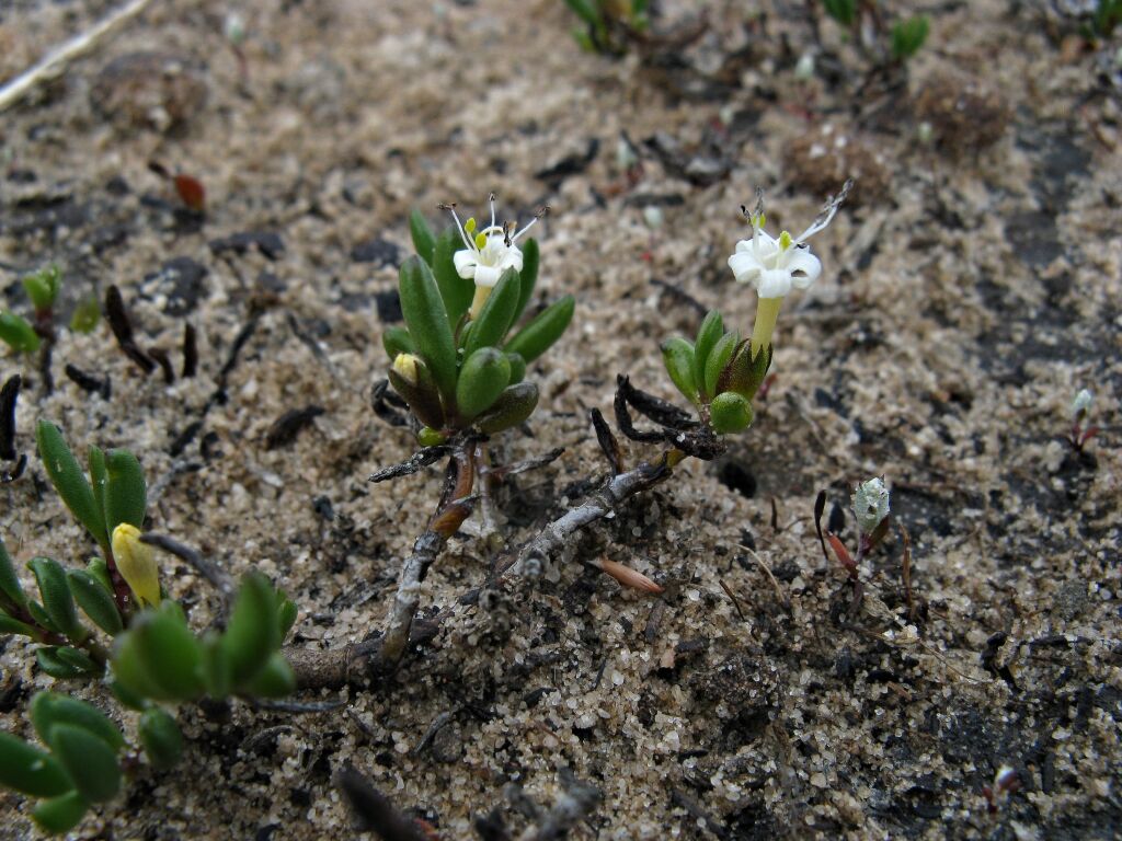 Wilsonia backhousei (hero image)