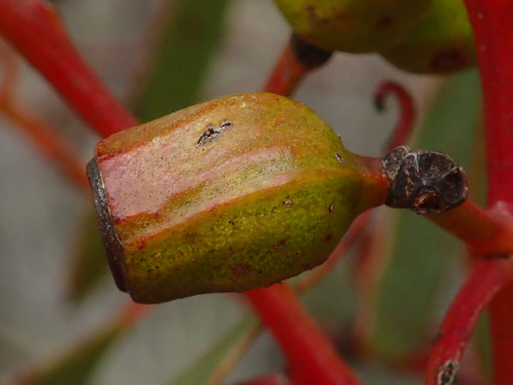 Eucalyptus costata (hero image)