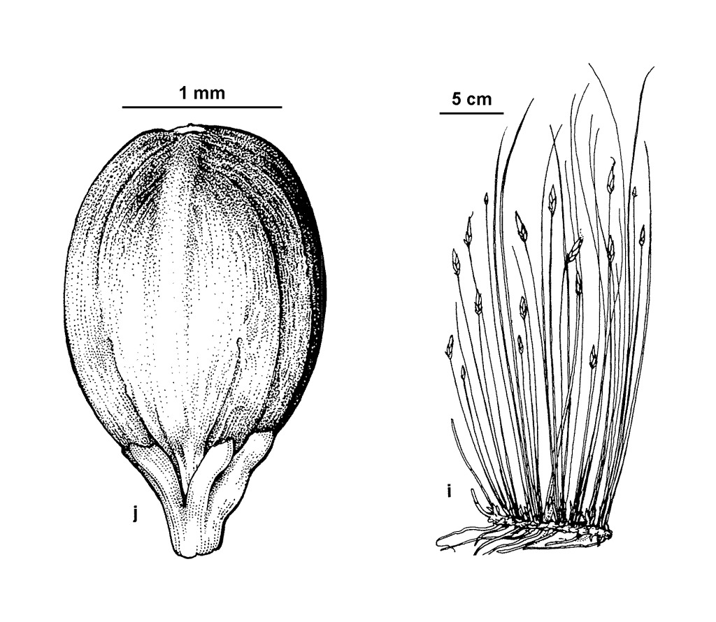 Schoenus lepidosperma subsp. pachylepis (hero image)