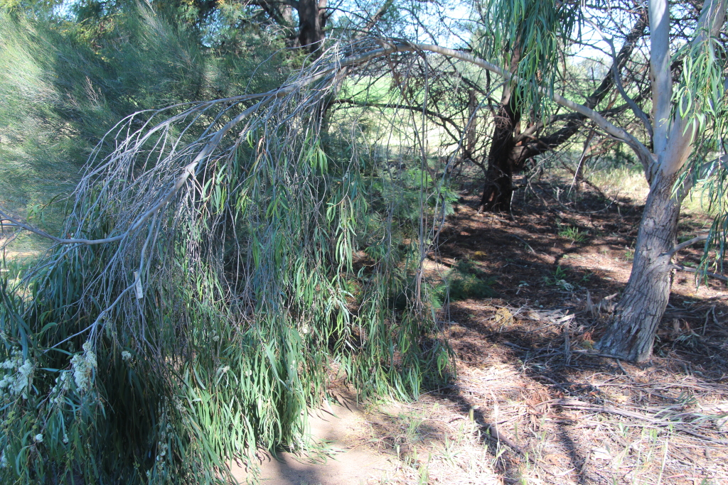 Eucalyptus elata (hero image)