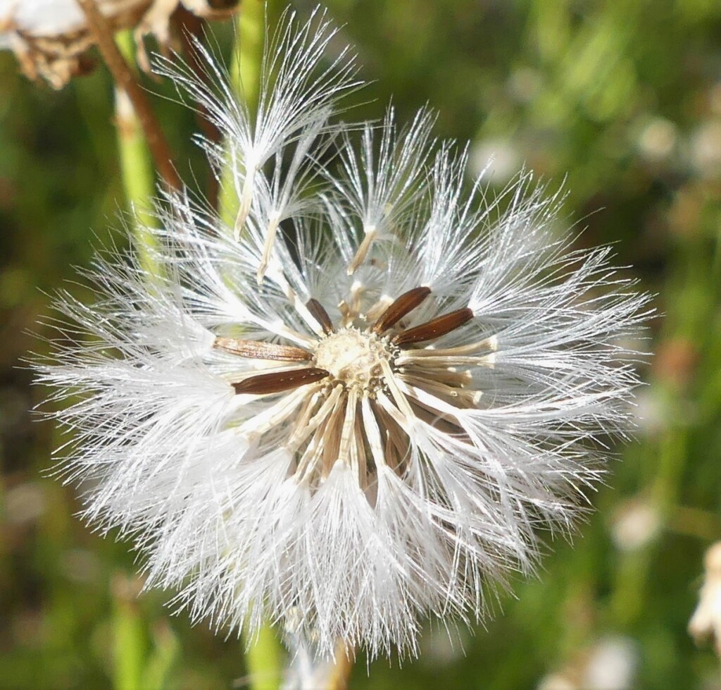 Senecio pinnatifolius var. alpinus (hero image)