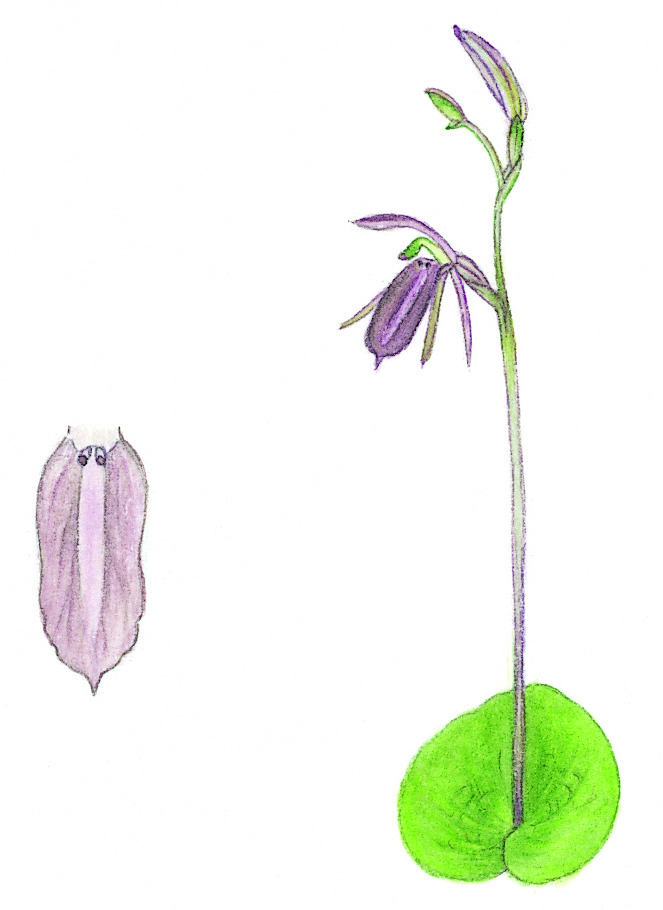 Cyrtostylis robusta (hero image)