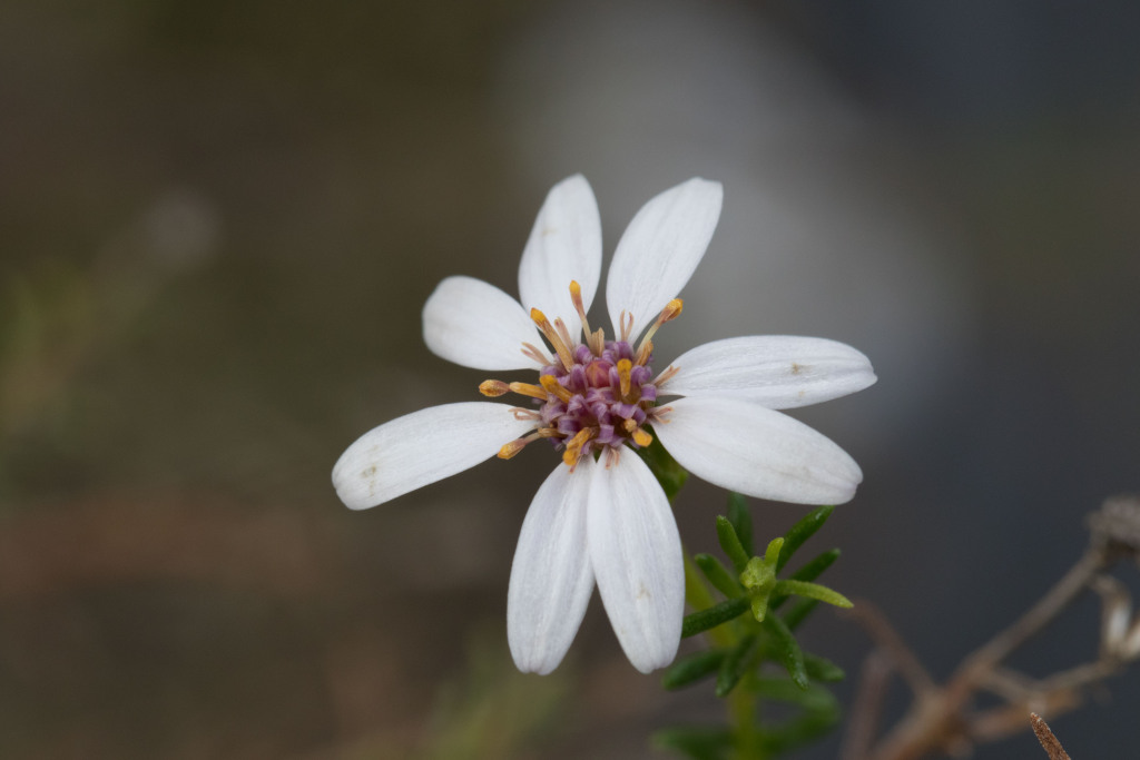 Olearia passerinoides (hero image)