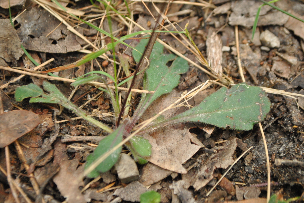 Lagenophora sublyrata (hero image)