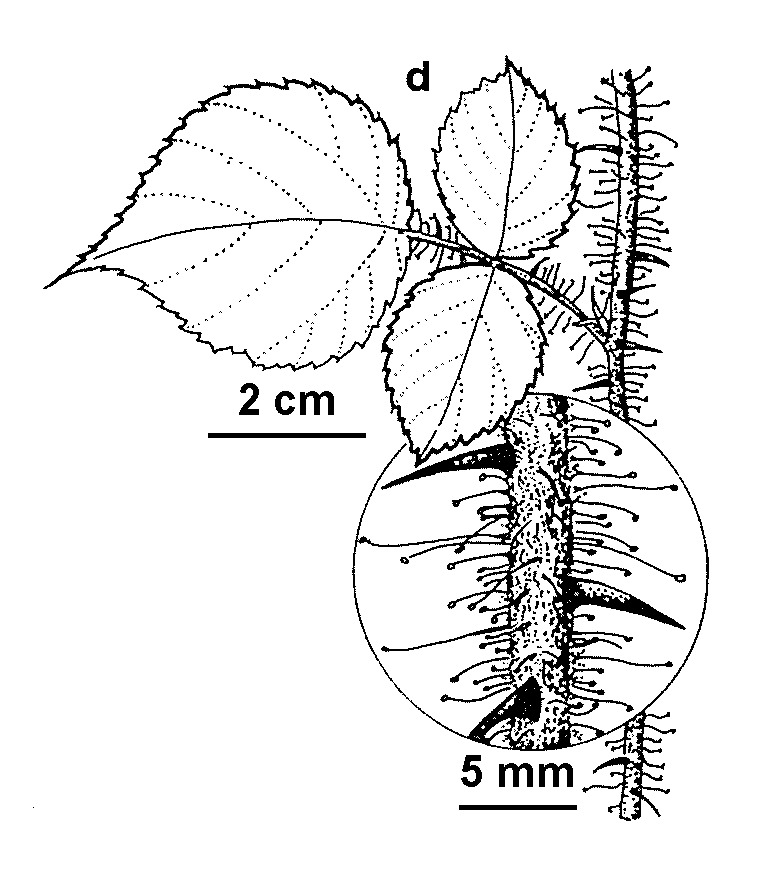 Rubus phoenicolasius (hero image)