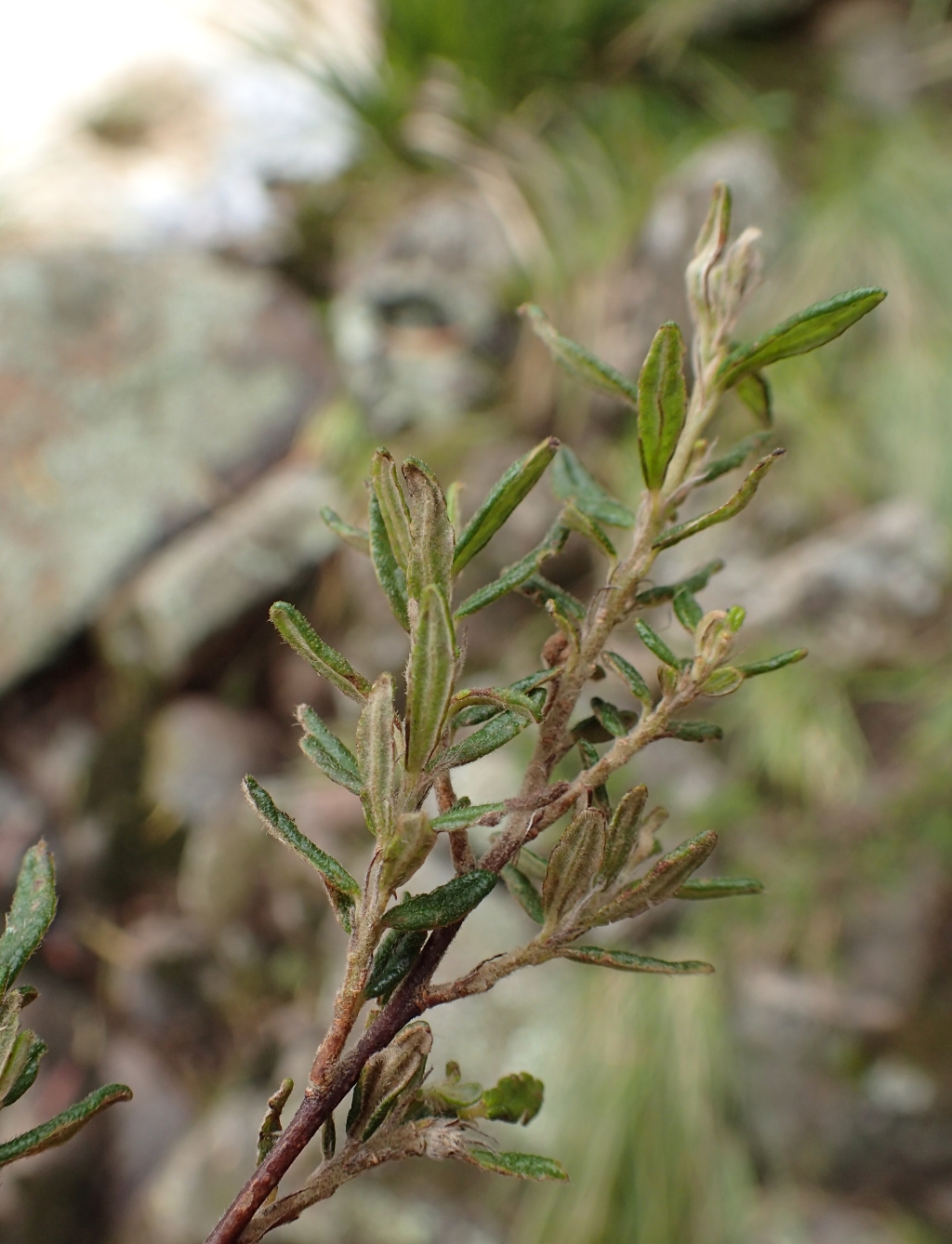 Pomaderris phylicifolia subsp. phylicifolia (hero image)