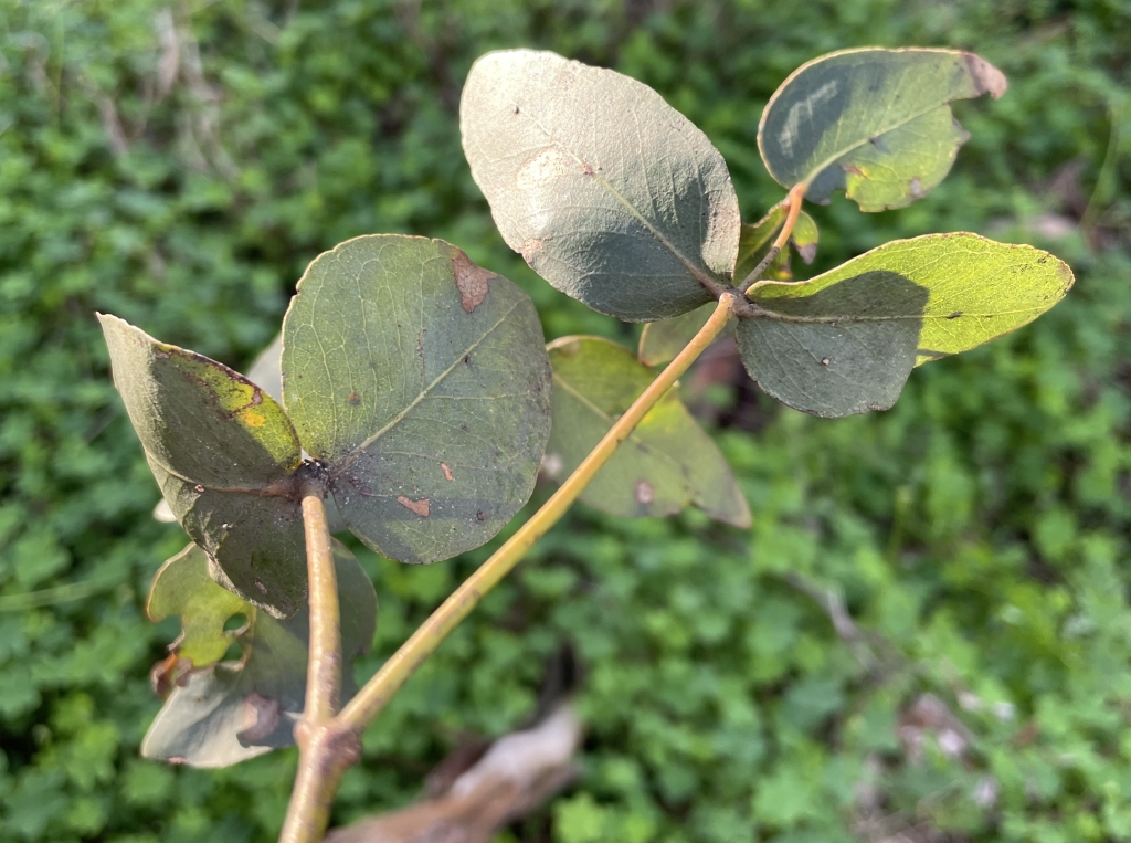 Eucalyptus leucoxylon subsp. connata (hero image)