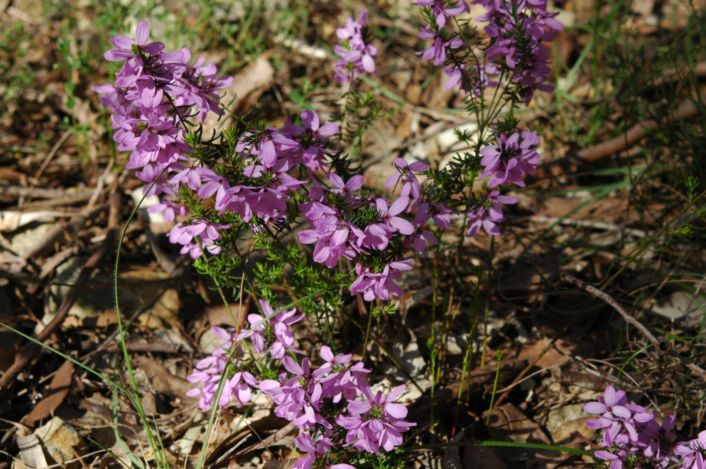 Tetratheca pilosa subsp. pilosa (hero image)