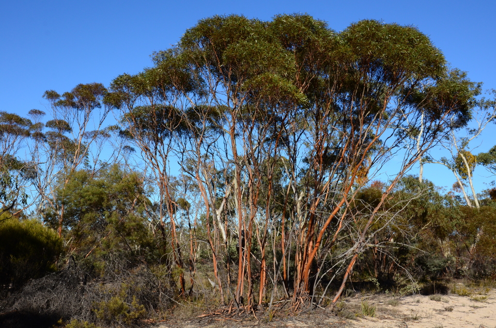 Eucalyptus wimmerensis (hero image)