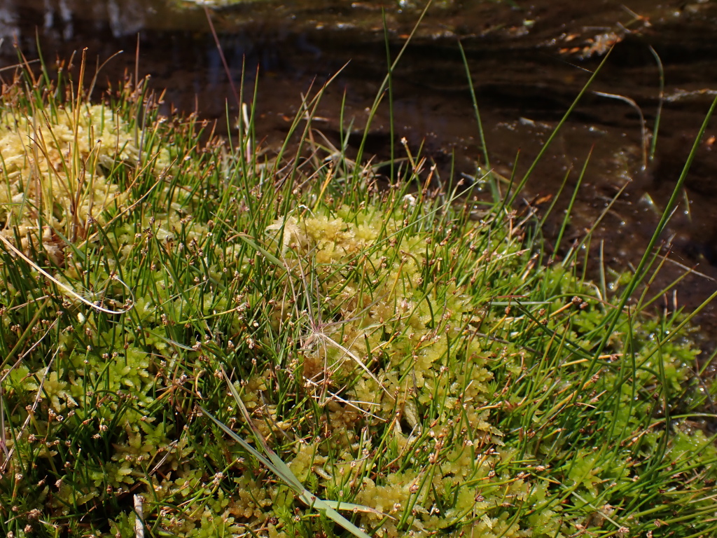 Isolepis aucklandica (hero image)