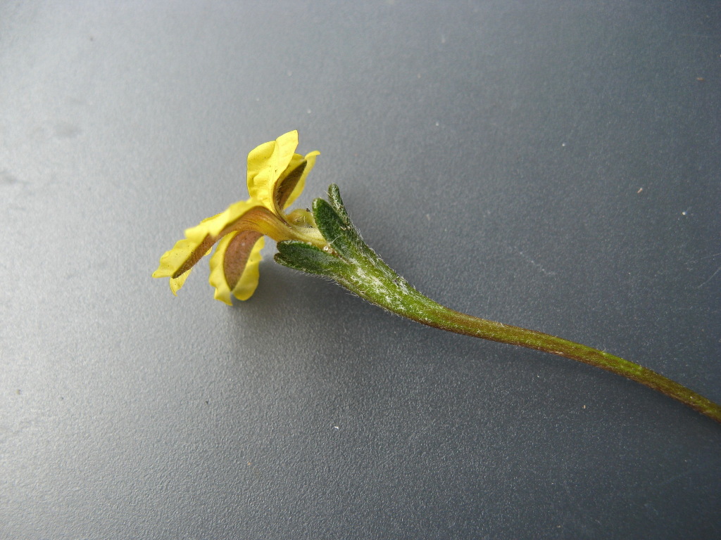 Goodenia blackiana (hero image)