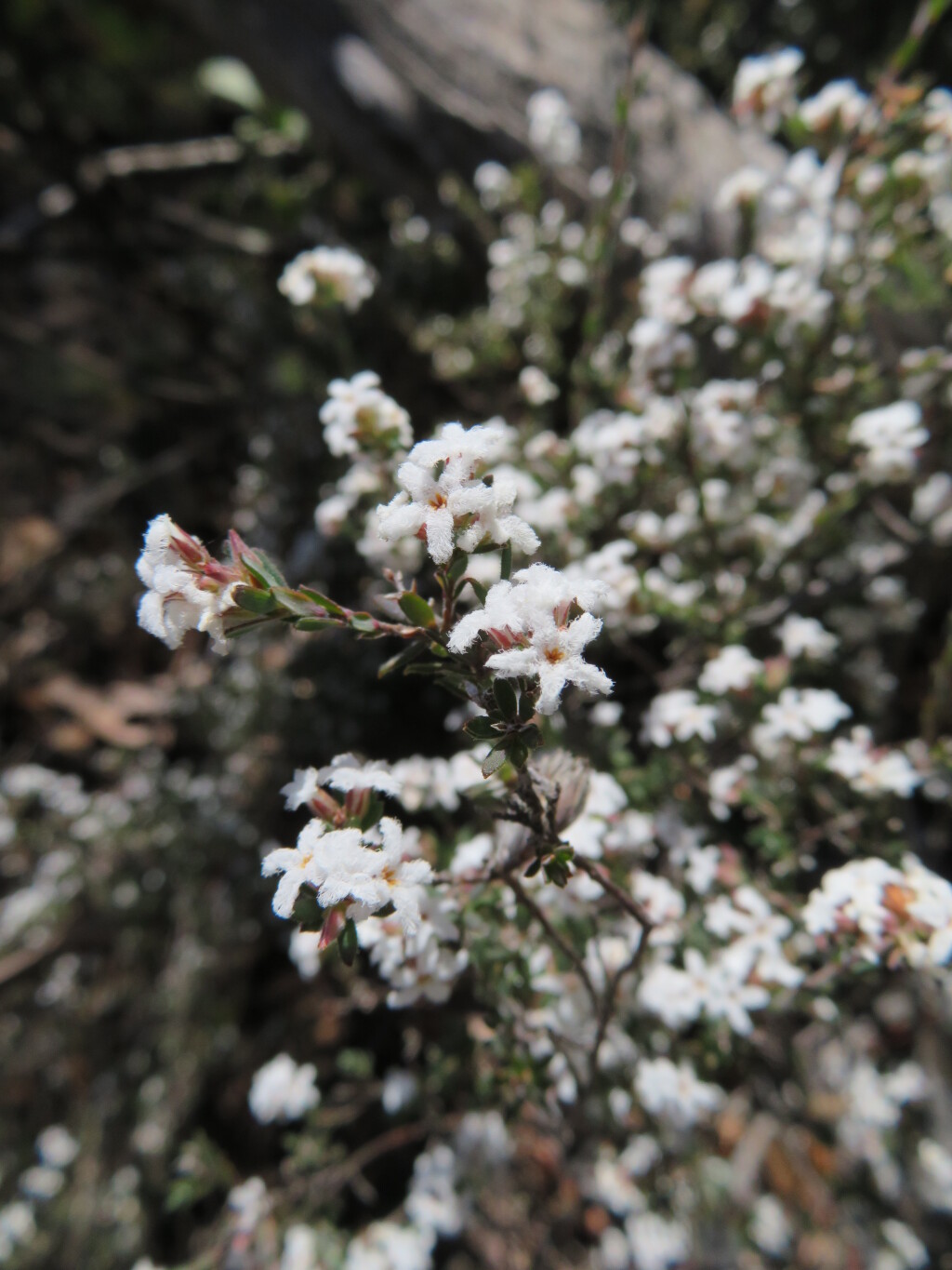 Leucopogon microphyllus (hero image)