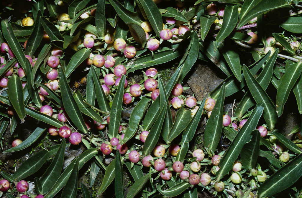 Eremophila (hero image)