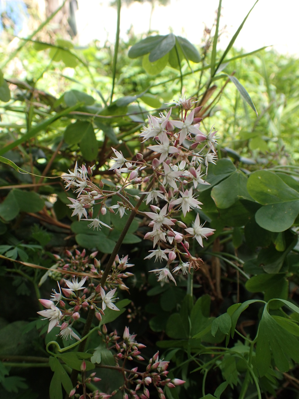 Crassula multicava subsp. multicava (hero image)