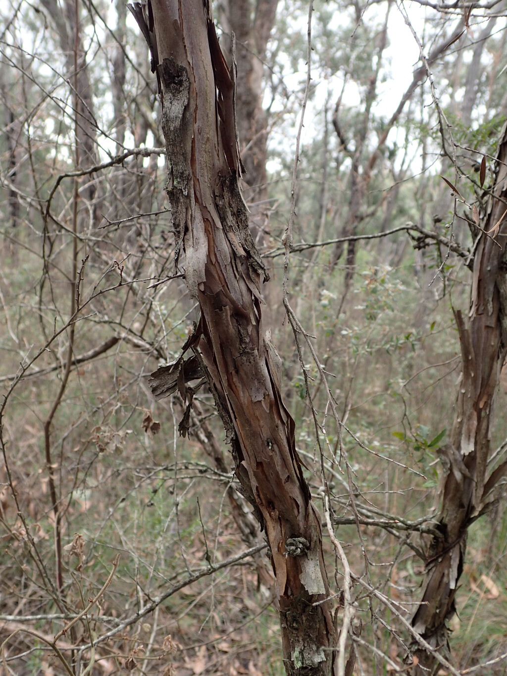 Leptospermum scoparium (hero image)