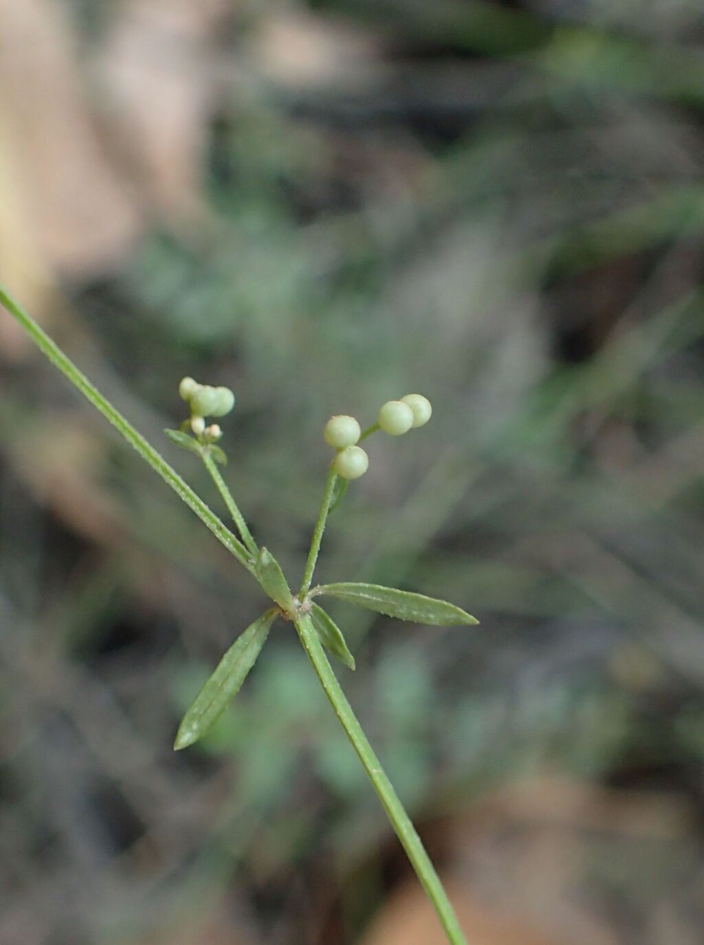 Galium binifolium (hero image)