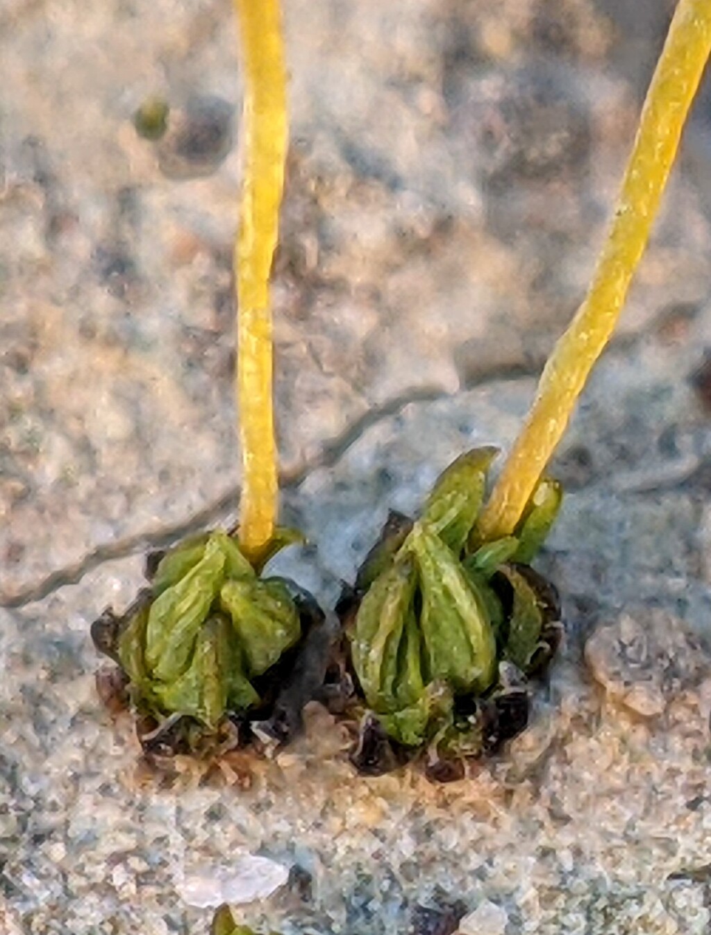 Tortula atrovirens (hero image)