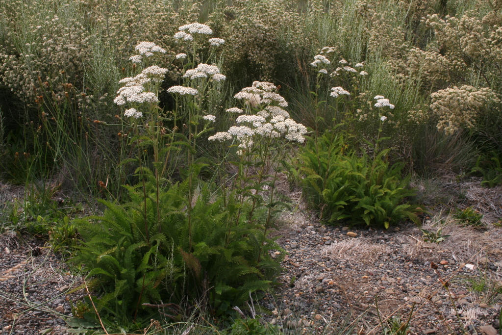 Achillea (hero image)