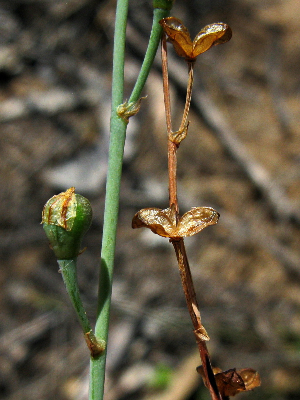 Bulbine (hero image)