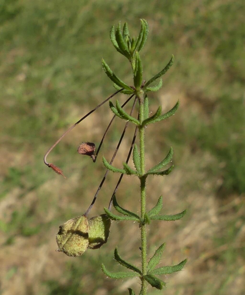 Tetratheca bauerifolia (hero image)