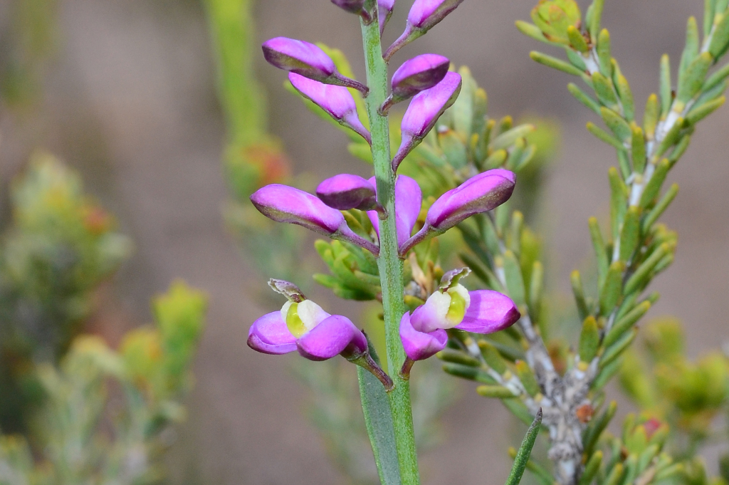 Comesperma polygaloides (hero image)