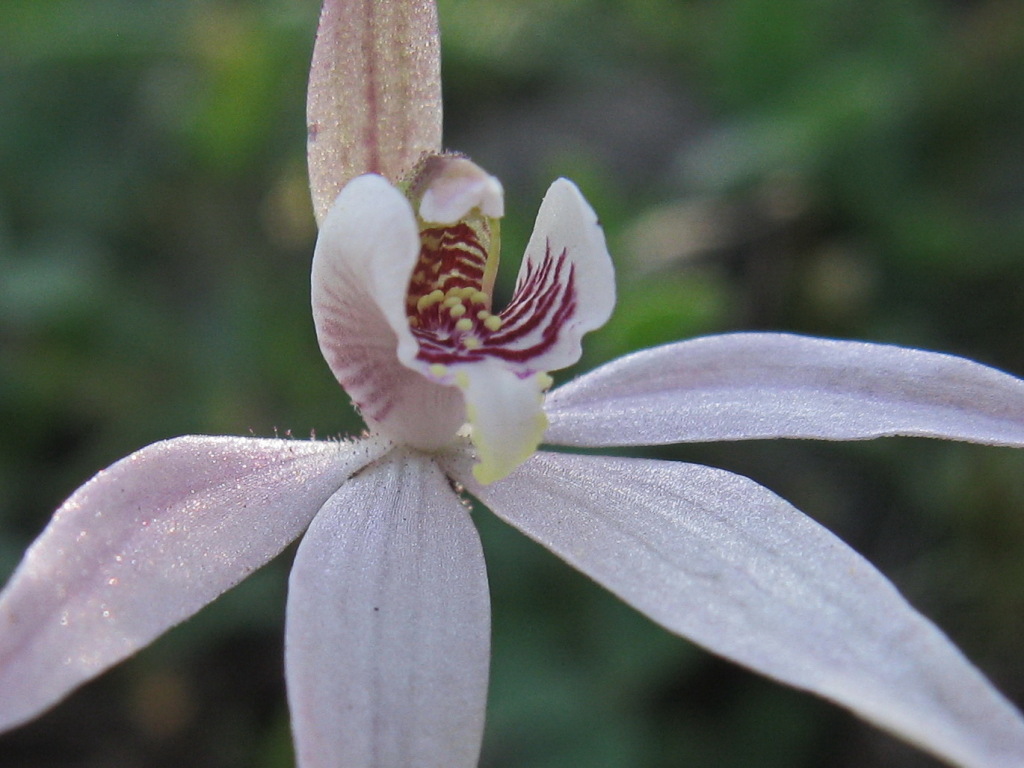 Caladenia carnea (hero image)
