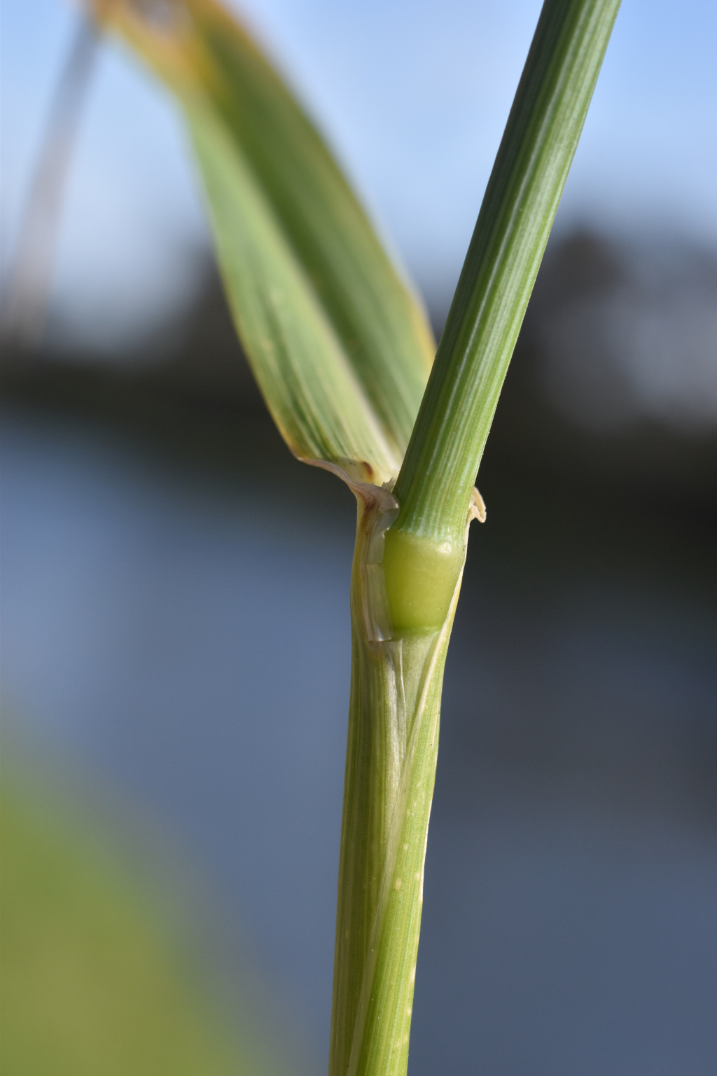 Triticum (hero image)