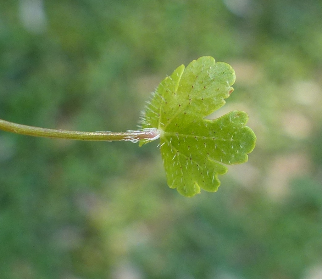 Hydrocotyle sibthorpioides (hero image)