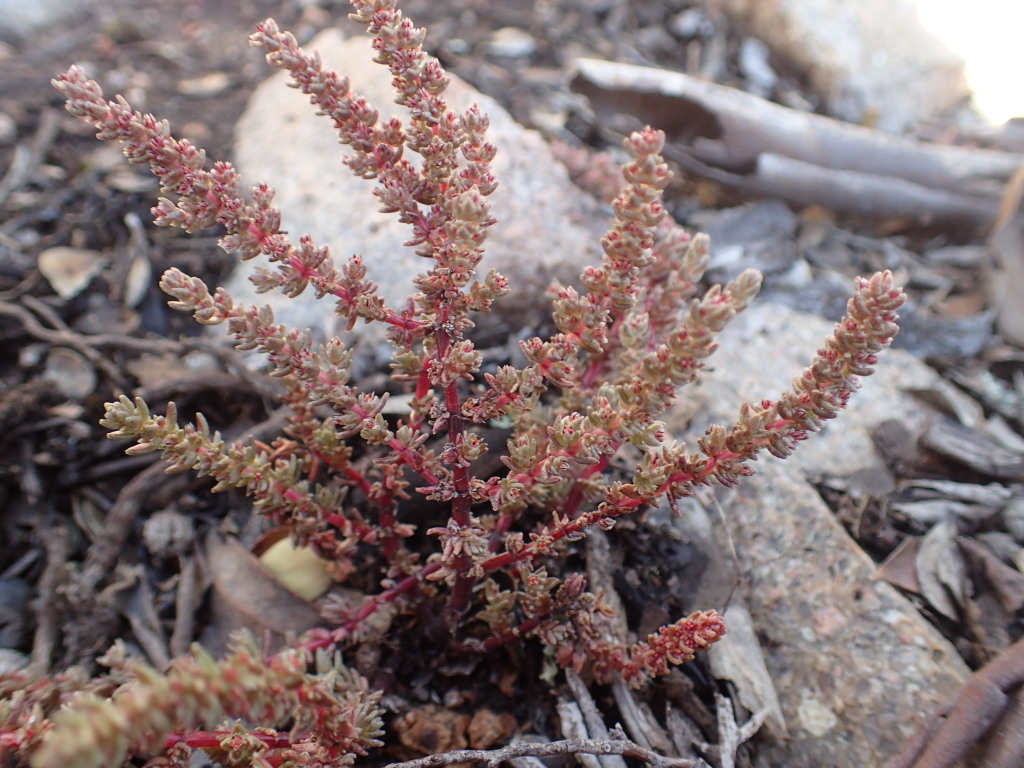 Crassula tetramera (hero image)