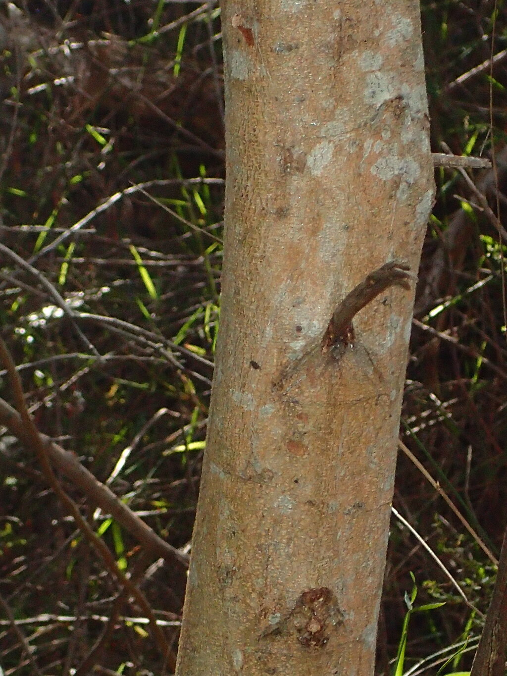 Acacia leprosa var. uninervia (hero image)