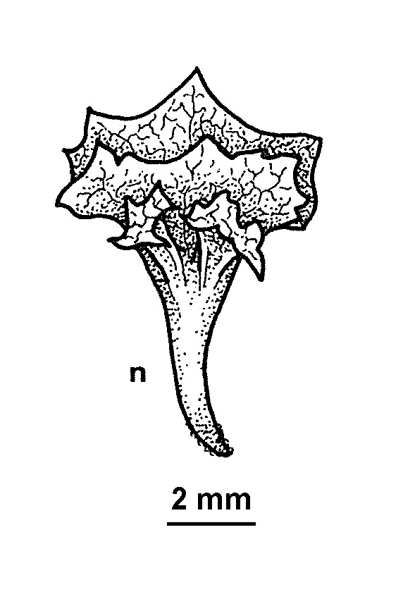 Atriplex eardleyae (hero image)