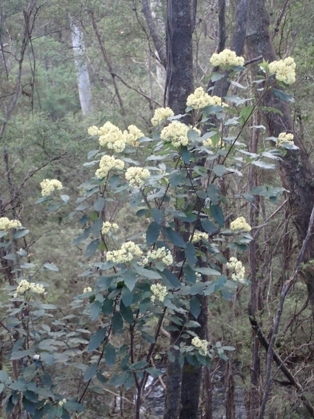 Pomaderris elliptica (hero image)