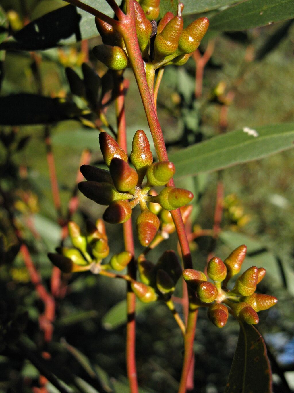 Eucalyptus oleosa (hero image)