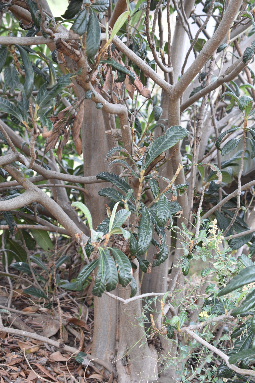 Eriobotrya japonica (hero image)
