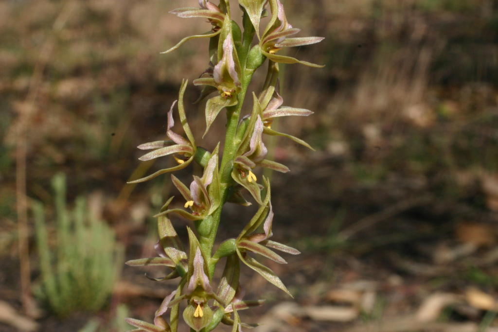 Prasophyllum maccannii (hero image)