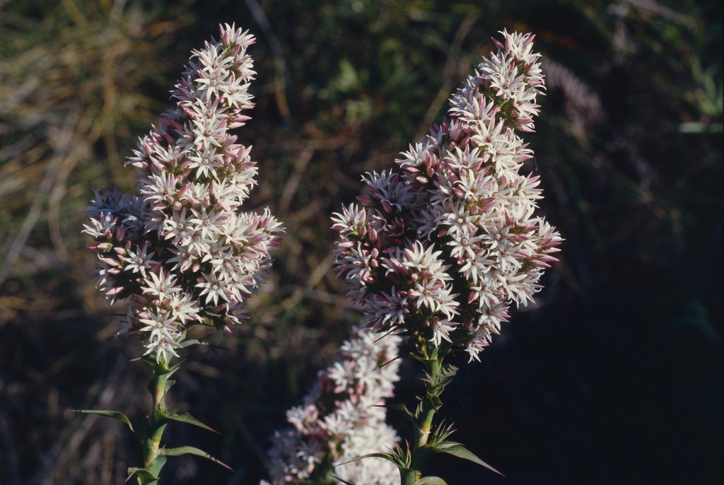 Ericaceae (hero image)