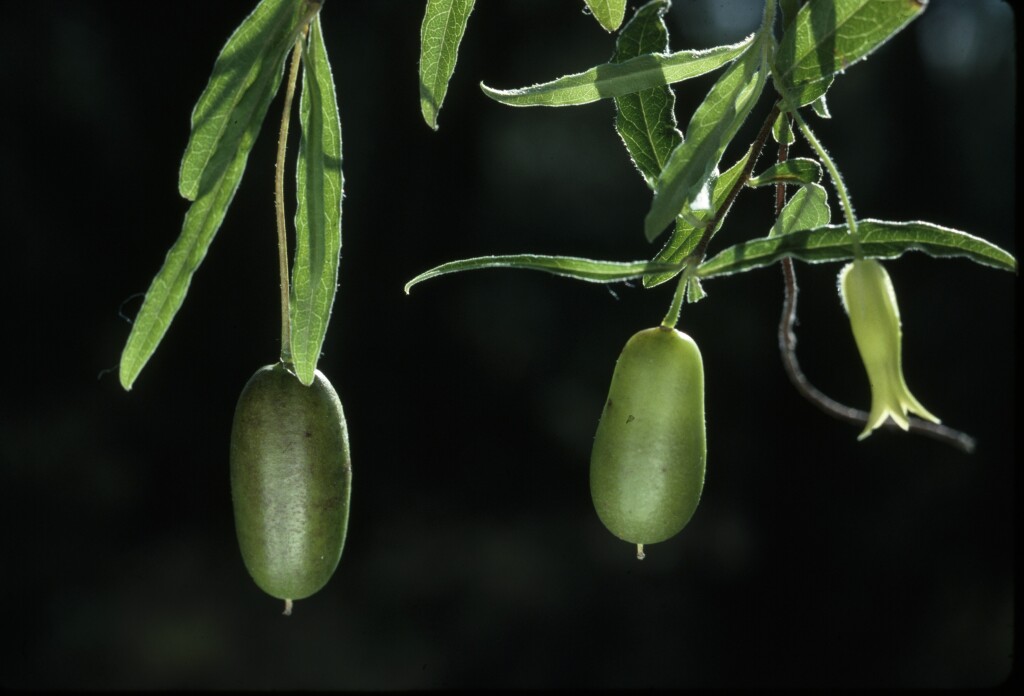 Billardiera mutabilis (hero image)