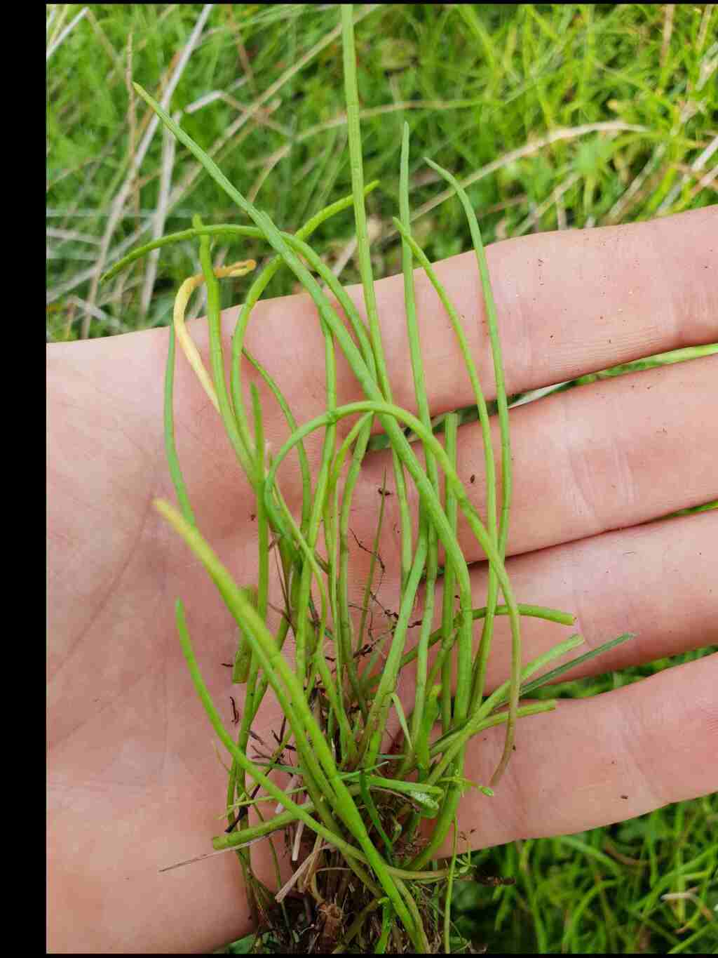 Lilaeopsis polyantha (hero image)
