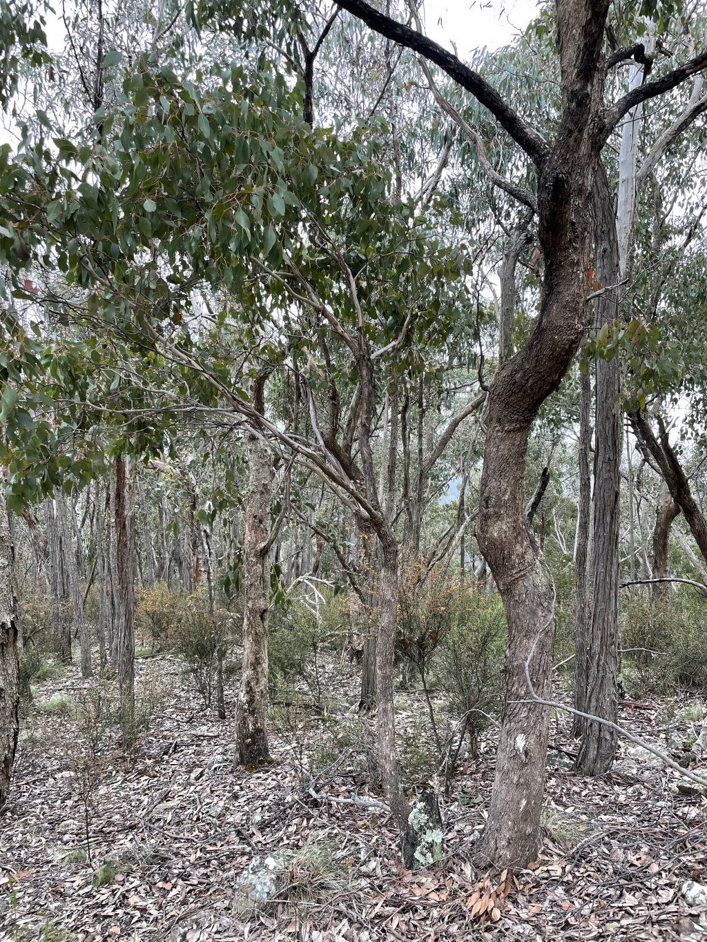 Eucalyptus polyanthemos subsp. marginalis (hero image)