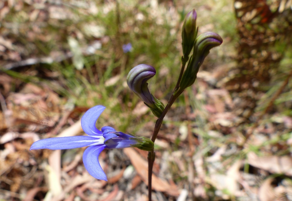 Lobelia simplicicaulis (hero image)