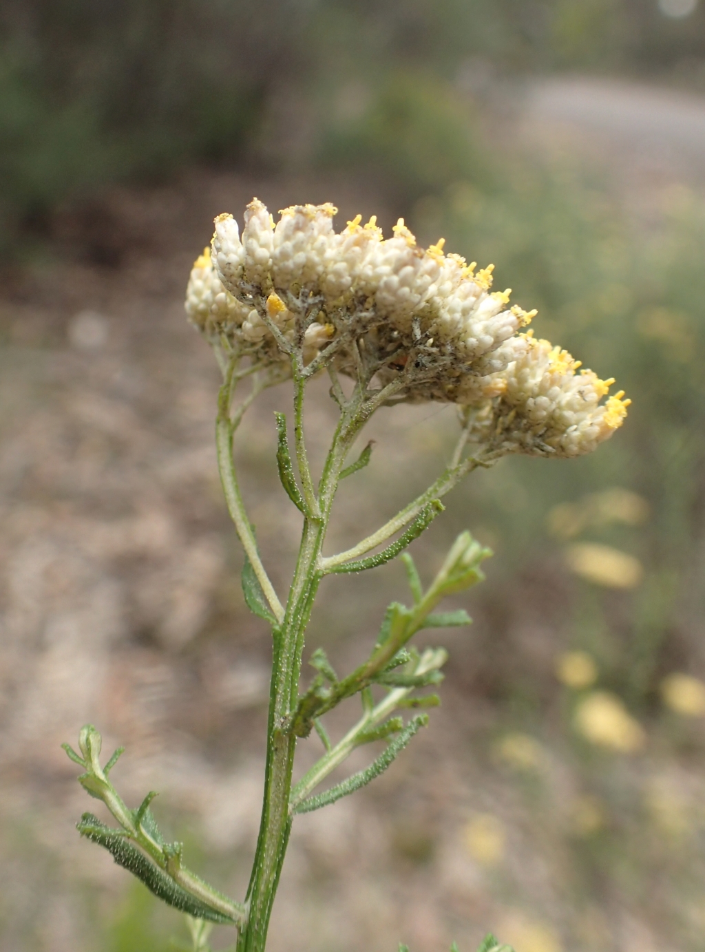 Cassinia diminuta (hero image)