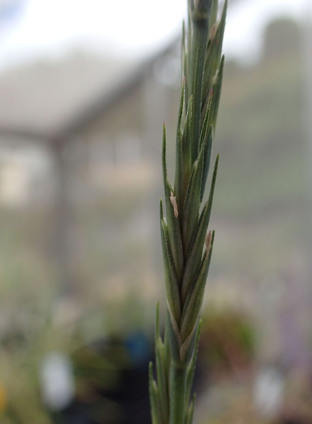 Anthosachne kingiana (hero image)