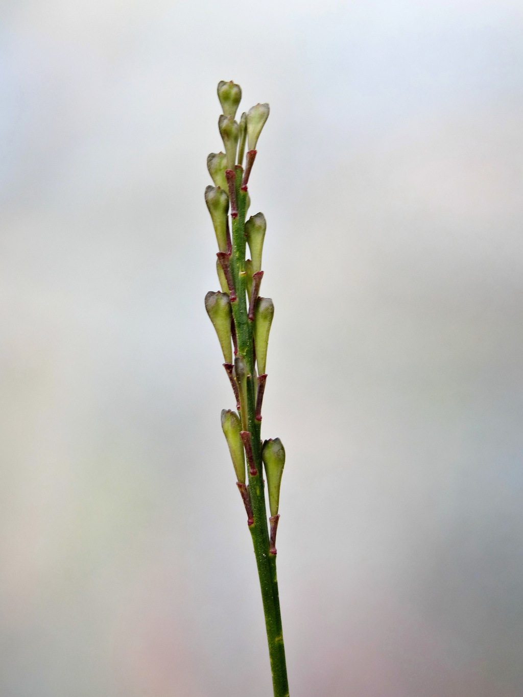 Comesperma calymega (hero image)